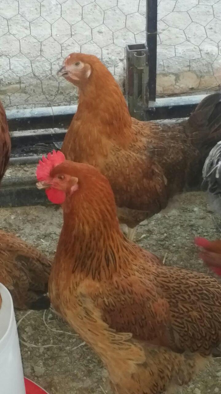 فروش مرغ تخمگذار بومی 09124439674 - دورگ بومی جهادی گلپایگانی 09131393868 