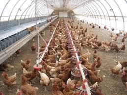 فروش مرغ تخمگذار 09124439674-محلی بومی دورگ گلپایگان09128381978