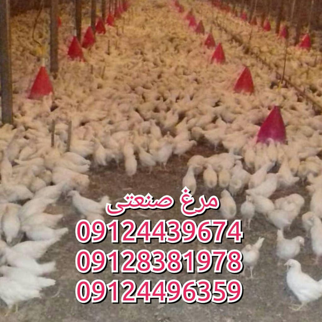 مرغ صنعتی تخمگذار 09124439674