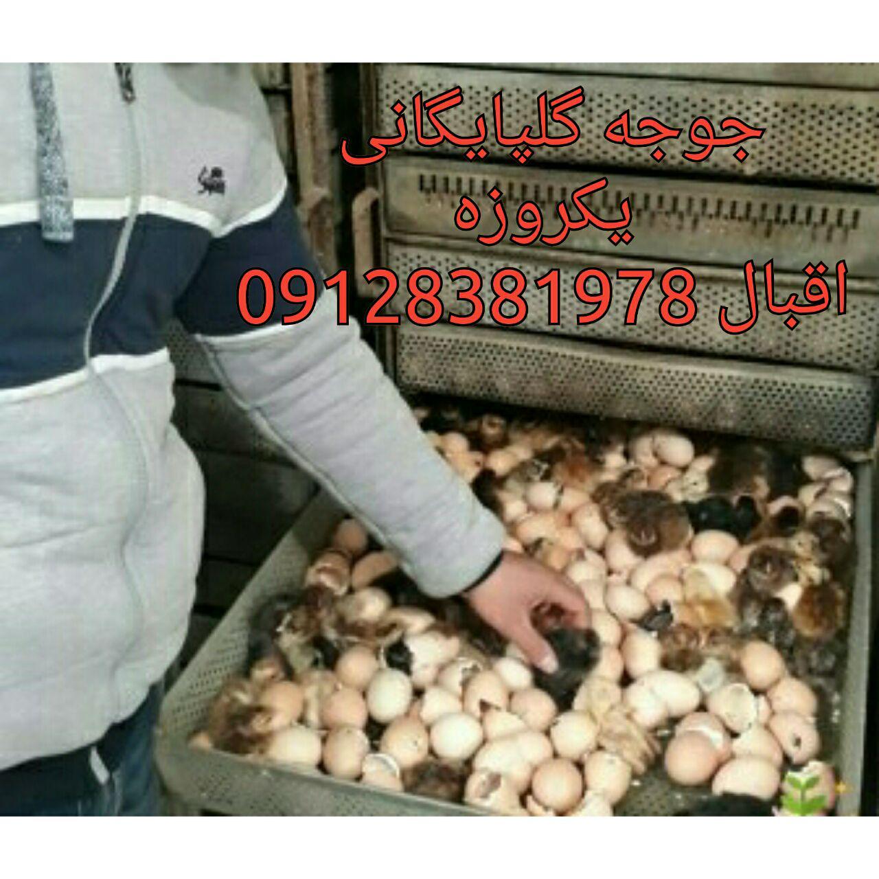 فروش جوجه بومی درایران 09124439674