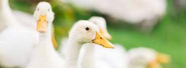 خرید اردک پرواری اردک مسکویی سفید محلی 09124496359 09128381978
