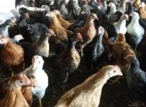 فروش مرغ بومی تخمگذار 09124439674