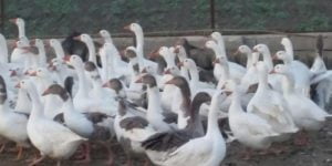 خرید اردک پرواری مسگوی اکرانی بومی سفید 09124496359 09128381978