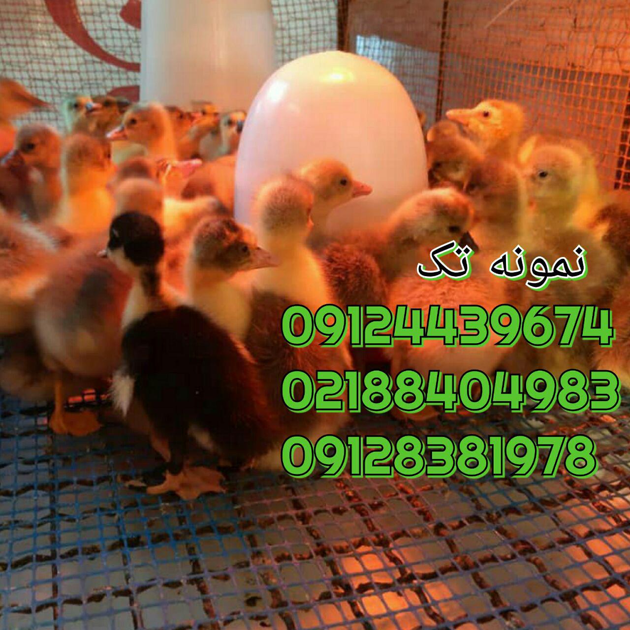 فروش اردک یک ماهه 09128381978 09131392838 09121393868 خرید اردگ پکنی یکماه 091324496359