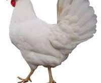 فروش مرغ تخمگذار صنعتی 09124439674-09128381978