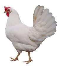 فروش مرغ تخمگذار صنعتی 09124439674- شیور هایلاین نیکچید سوپرنیک09128381978