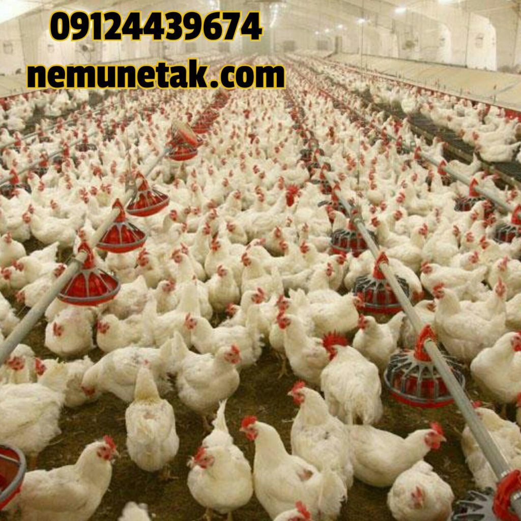 کاهش تقاضای مرغداران گوشتی، جوجه یک روزه را ارزان کرد