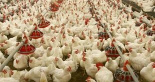 کاهش تقاضای مرغداران گوشتی، جوجه یک روزه را ارزان کرد