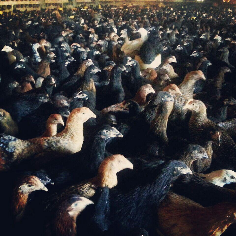 فروش مرغ تخمگذار جهادی