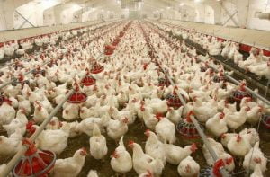 فروش مرغ تخمگذار شیور 09124439674- ال اس ال نیکچید 09131393868 09128381978