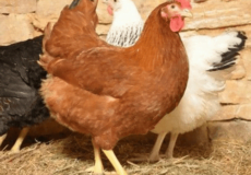 فروش مرغ تخمگذار گلپایگانی