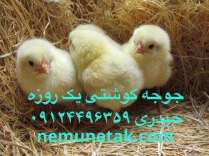 کاهش تولید تخم مرغ در تهران 09124496359 - 09124439674  