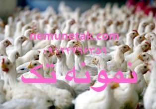 قیمت تمام شده تولید مرغ برای مرغداران 09124496359 09124439674 09122345865 09128381978