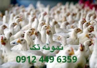 مرغ گوشتی 09124439674