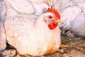 وجود دلالان، توزیع مرغ درکشور رامختل کرده است