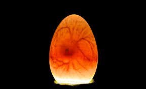 تکنولوژی تشخیص جنسیت درون تخم مرغ 09124439674