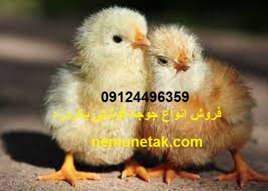 فروش جوجه سبزدشت کردستان 09124496359 02188404983